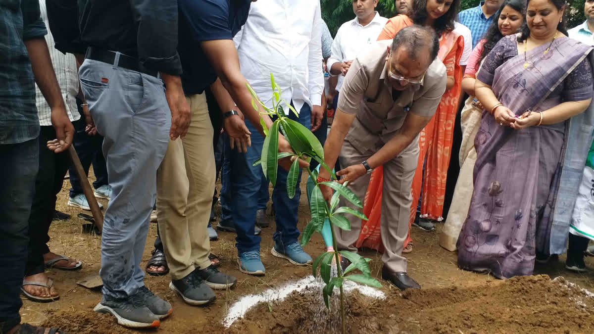 Devnani plant sapling in College