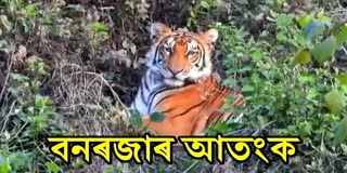 TIGER SCARE IN KALIABOR