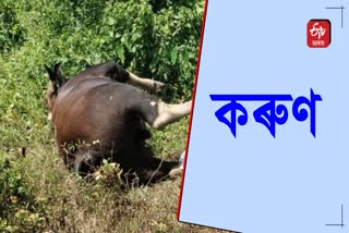 indian bison dies of snake bite in Nambor Wildlife Santuary of Golaghat