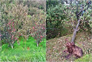 Himachal Apple Season