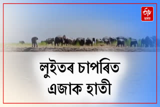 A huge herd of wild elephants roams in Kartik Chapri of Majuli