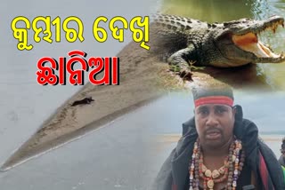 CROCODILE SPOTTED IN KATHAJODI  RIVER