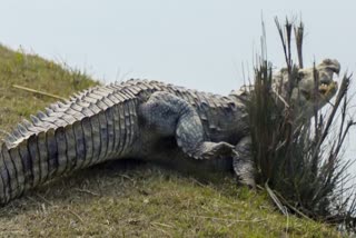 CROCODILE SEEN IN SONG RIVER