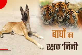 shahdol Dog Squad Genie