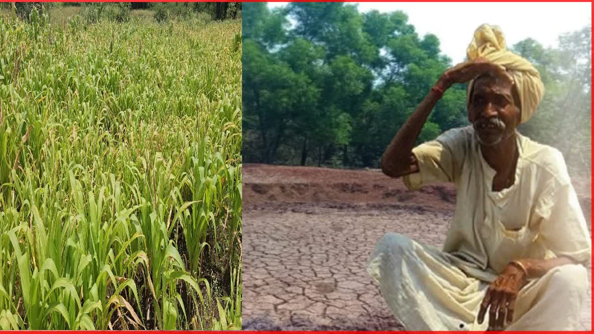 Maharashtra Weather Update