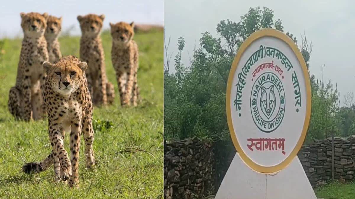 Nauradehi Wildlife Sanctuary to be the new abode for cheetahs