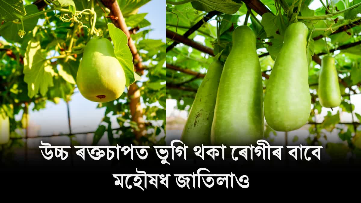 Bottle Gourd benefits for high bp patients in Assamese