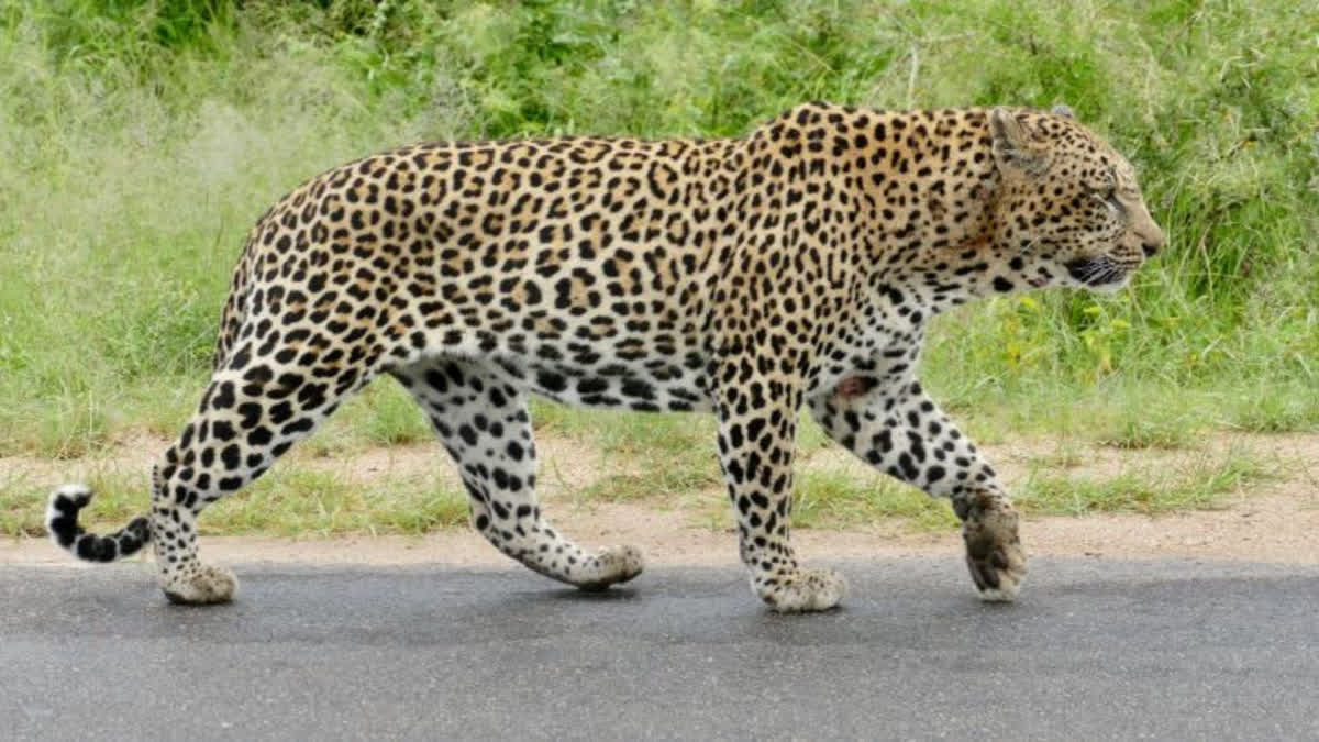 Leopard Attack at Udhampur ETV BHARAT