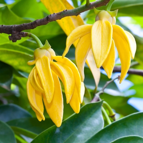 Ylang Ylang Flower