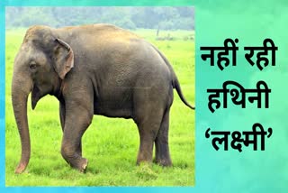 Lakshmi dies in wild elephant attack