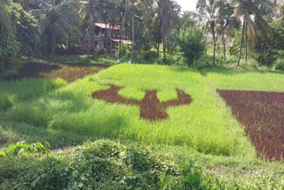 Communist Symbol By Rice Plants Kannur  The Hammer And Sickle By Rice Plants Kannur  Communist Symbol  Communist Symbol in paddy field  The Hammer And Sickle in paddy field  അരിവാൾ ചുറ്റിക അടയാളം  വയലില്‍ അരിവാൾ ചുറ്റിക അടയാളം  നെല്‍ചെടികള്‍ കൊണ്ട് അരിവാൾ ചുറ്റിക അടയാളം  ചുവന്ന നെല്ലു കൊണ്ട് അരിവാൾ ചുറ്റിക അടയാളം  Communist Symbol With Rice Plants Kannur