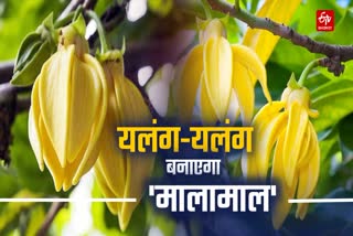 Ylang Ylang Flower