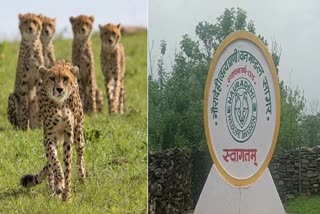 Nauradehi Wildlife Sanctuary to be the new abode for cheetahs