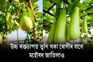 Bottle Gourd benefits for high bp patients in Assamese