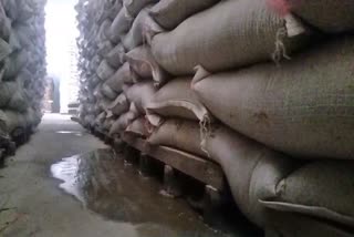 Water poured on wheat in Hafed warehouse in Kaithal