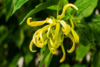 Ylang Ylang flower blooms in aromatic garden of Uttarakhand