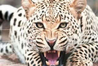 Four-Year-Old Mauled To Death By Leopard in Udhampur