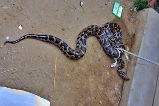 Seven kg python found in corn field