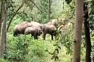 Elephant Terror Manendragarh Chirmiri Bharatpur