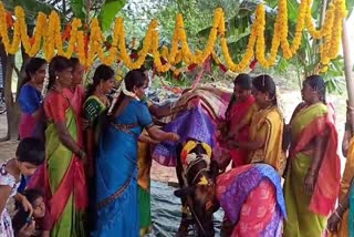 Baby Shower for Cow in Annamayya District