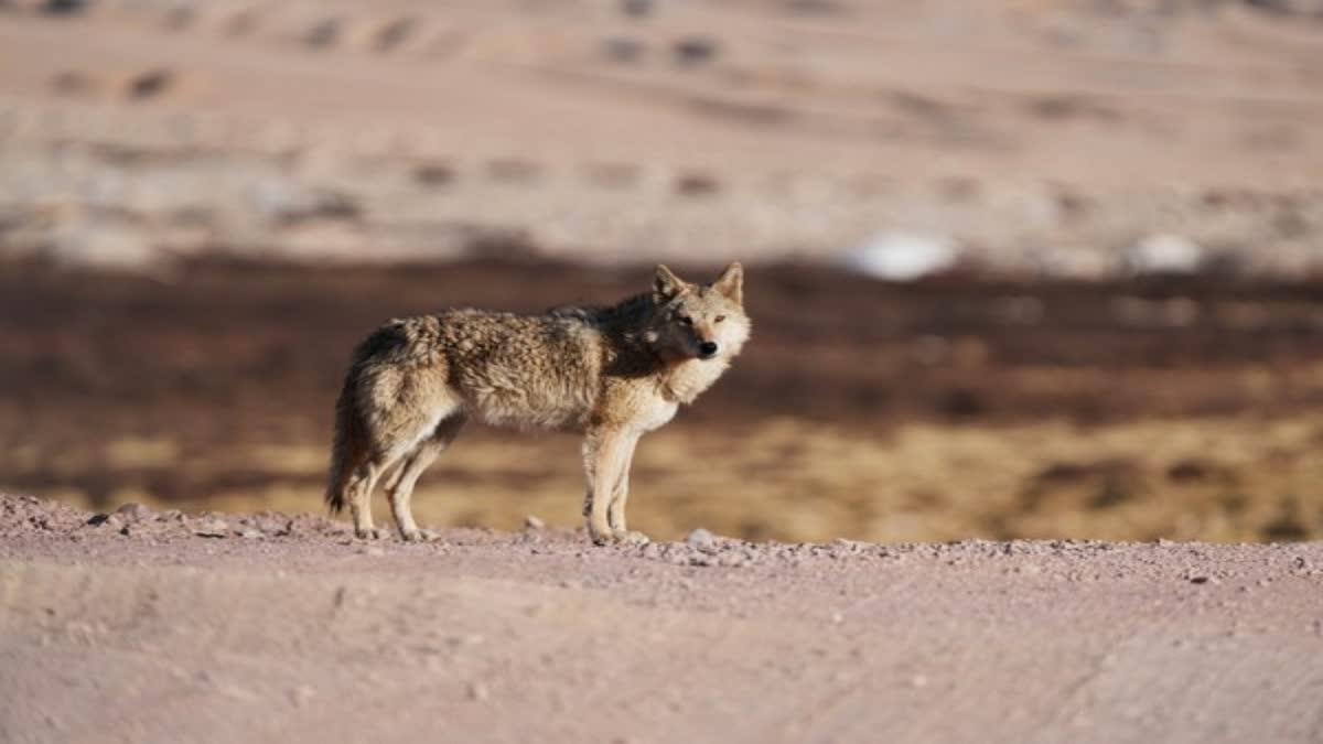 UP Woman Fight With Man-Eater Wolf