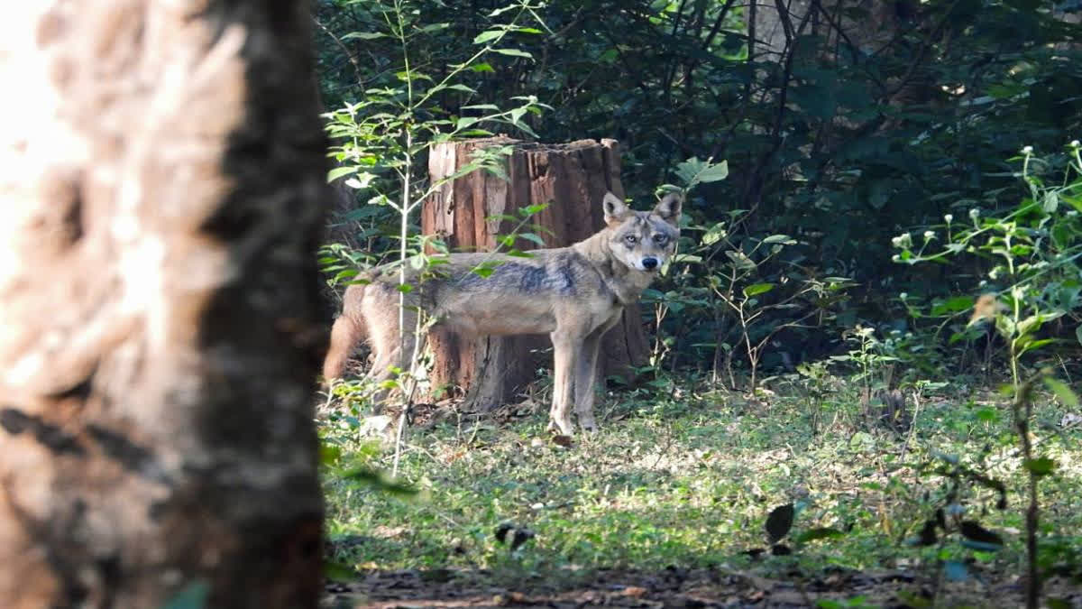 five-year-old-girl-injured-in-yet-another-wolf-attack-in-up