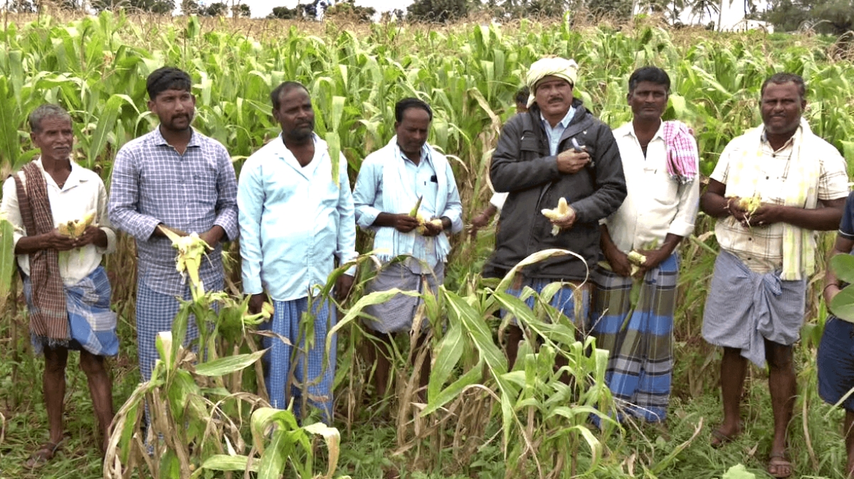 Farmers in Corn Farm