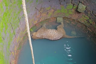 LEOPARD DIES AFTER FALLS INTO WELL