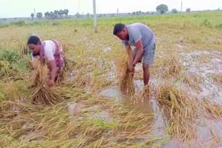 Crop Loss in Telangana Due to Heavy Rains