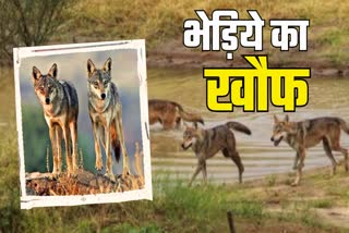 Wolf Attack In Gaya