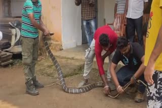 Huge King Cobra Rescue In Odisha