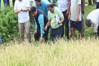 PADDY FIELDS HIT BY INSECTS