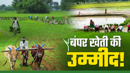 paddy-has-been-planted-in-16-lakh-hectares-in-ranchi