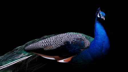 man arrested for killing peacock for curry in Taliparamba Kannur