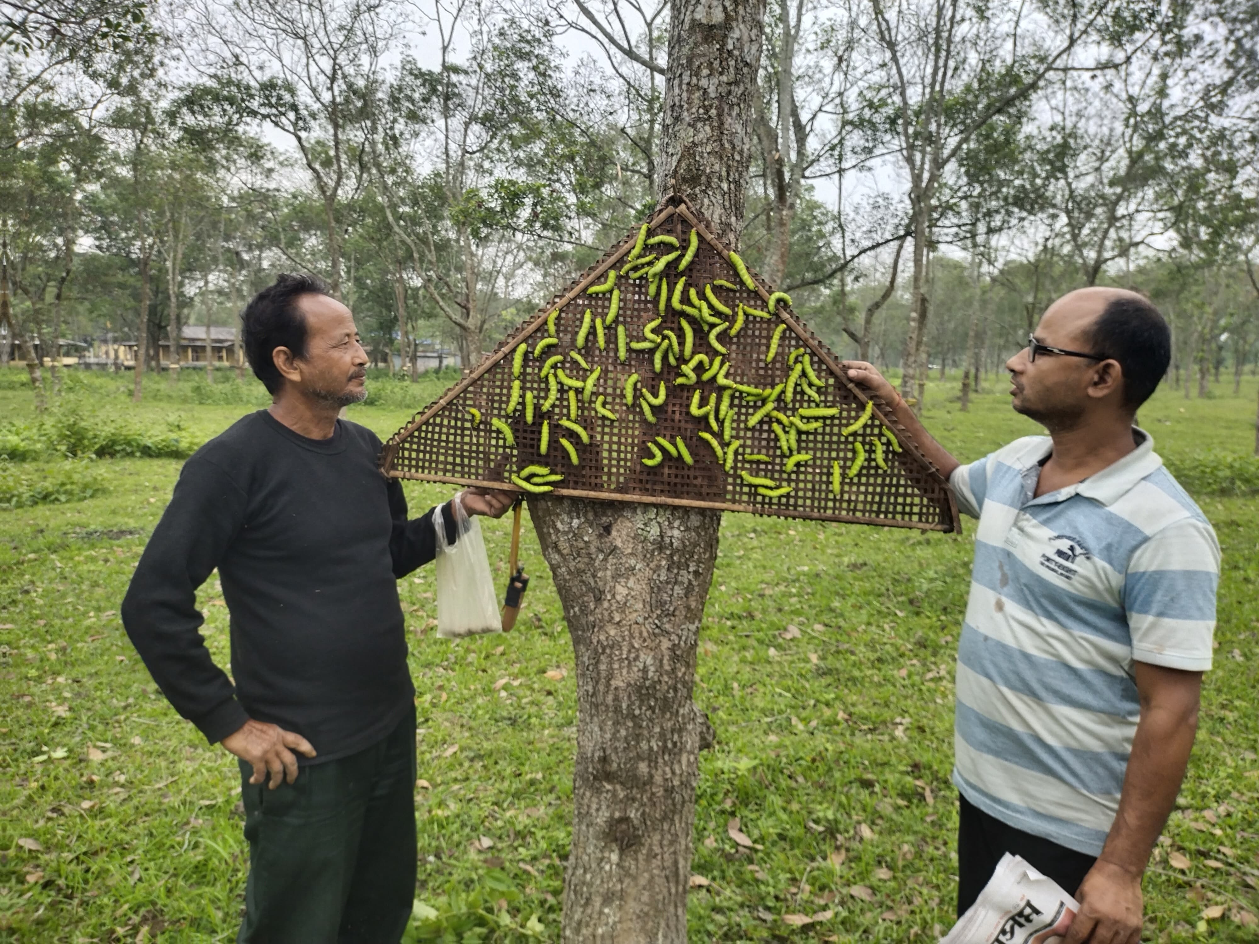 Assam Muga Farmers Condition