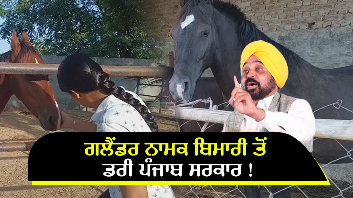 Stud Farming In Punjab, Glanders disease in horses, Bathinda