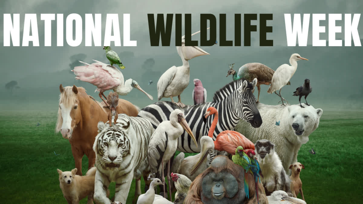 The 69th edition of Wildlife Week in ongoing with the start on October 2 and will last on October 8 for the year 2023.