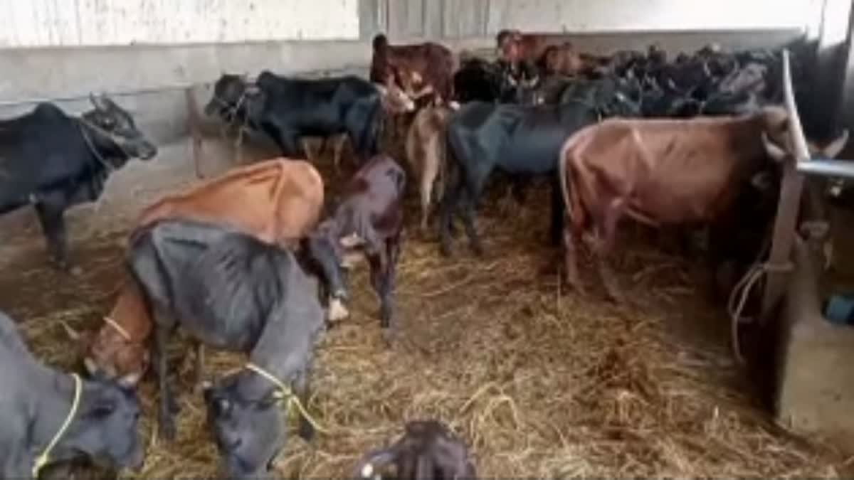 malenadu short breed cows