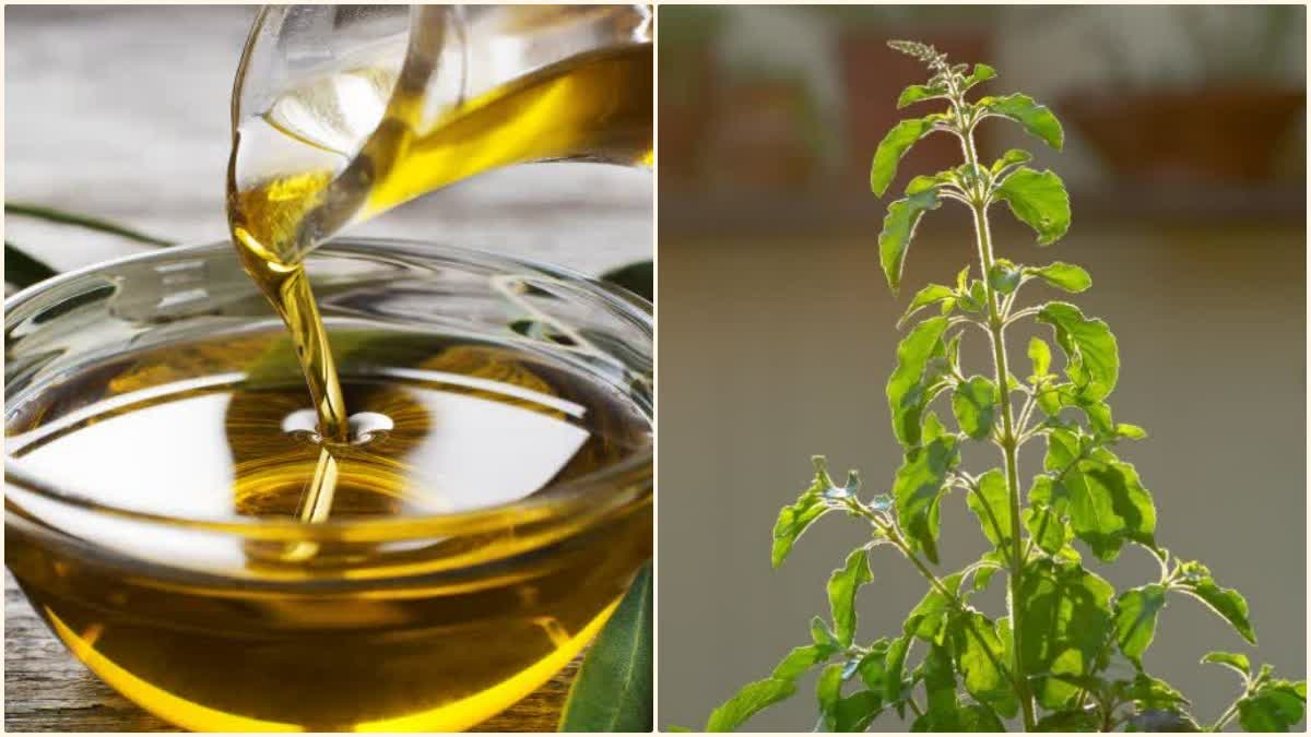 Tulsi Oil Benefits