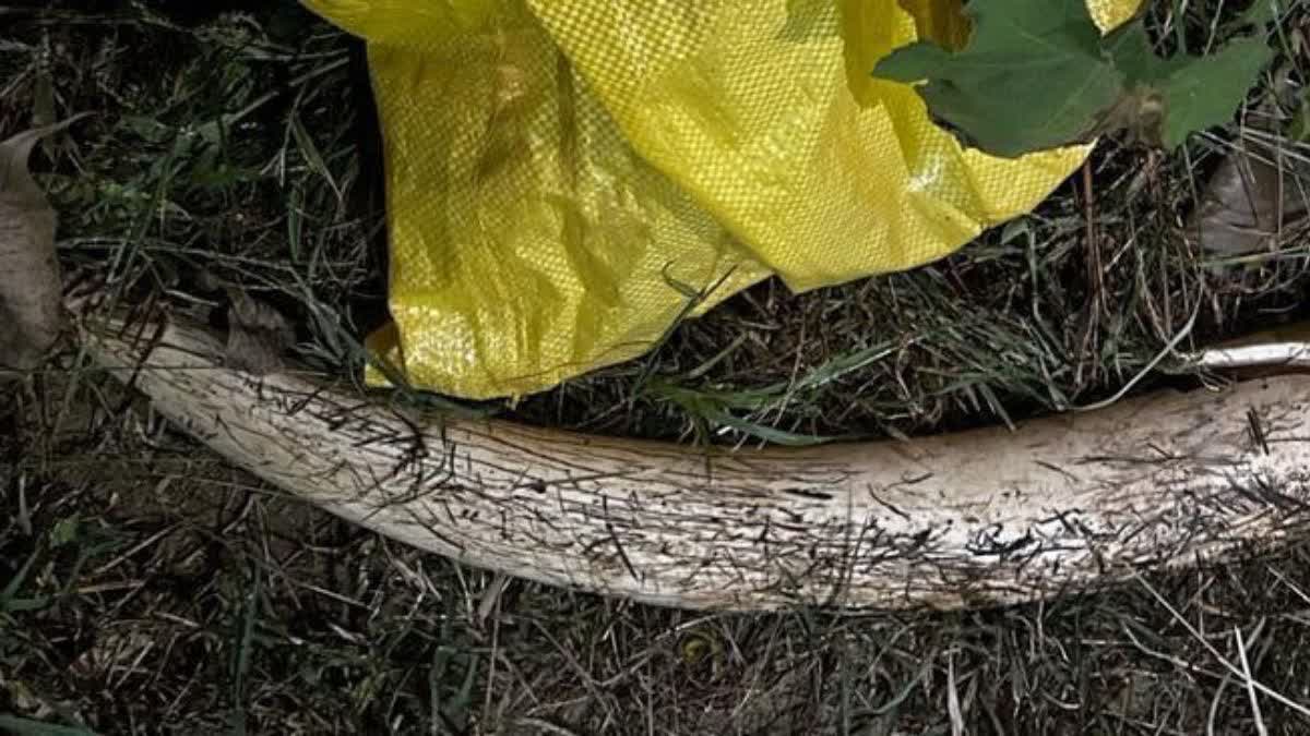 ivory tusk Smuggling