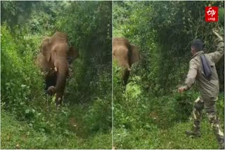 ஆபத்தை உணராமல் கையில் குச்சியுடன் யானையை விரட்டும் வன ஊழியர்கள்