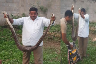 An 8 foot python that entered the bush in Peranampattu was captured by the forest department