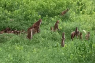 Fight between monkeys in Betla National Park