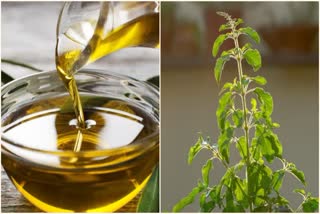 Tulsi Oil Benefits