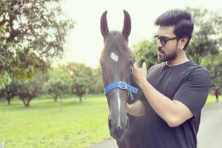 Ram Charan horse  Ram Charan pets  Ram Charan  Ram Charan news  Ram Charan With His New Pet  ചലച്ചിത്ര താരങ്ങളുടെ വളര്‍ത്തുമൃഗങ്ങള്‍  രാം ചരണിന്‍റെ വളര്‍ത്തുമൃഗങ്ങള്‍  രാം ചരണ്‍ ചിത്രങ്ങള്‍  വ്യത്യസ്‌ത തരം വളര്‍ത്തുനായകള്‍  രാം ചരണ്‍ പുതിയ വാര്‍ത്തകള്‍