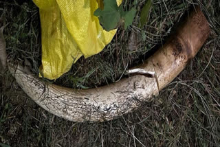 CRPF SI including five arrested for smuggling elephant tusk in Rajasthan's Udaipur