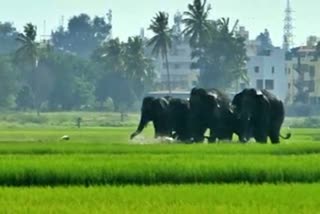 Elephants are seen near Mandya.