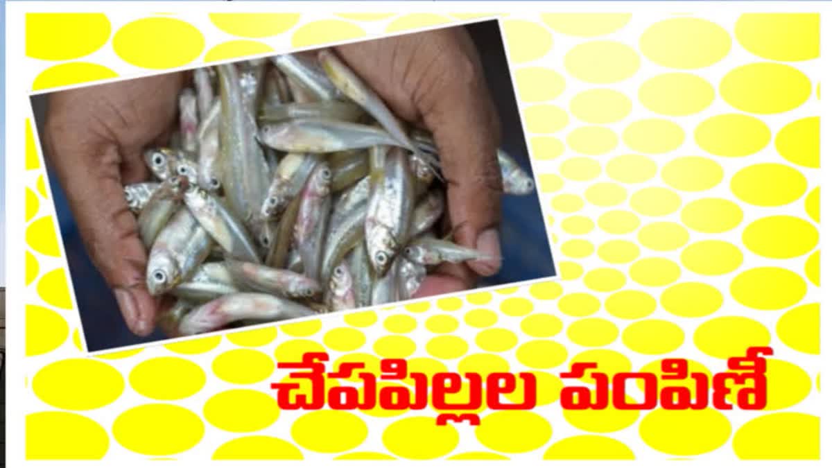 Free Fish Seeds Distribution In TG