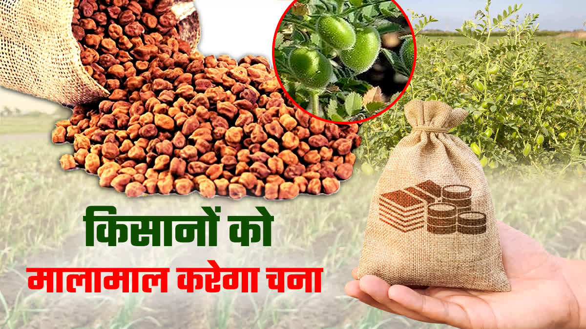 CHANA CROP TECHNOLOGY