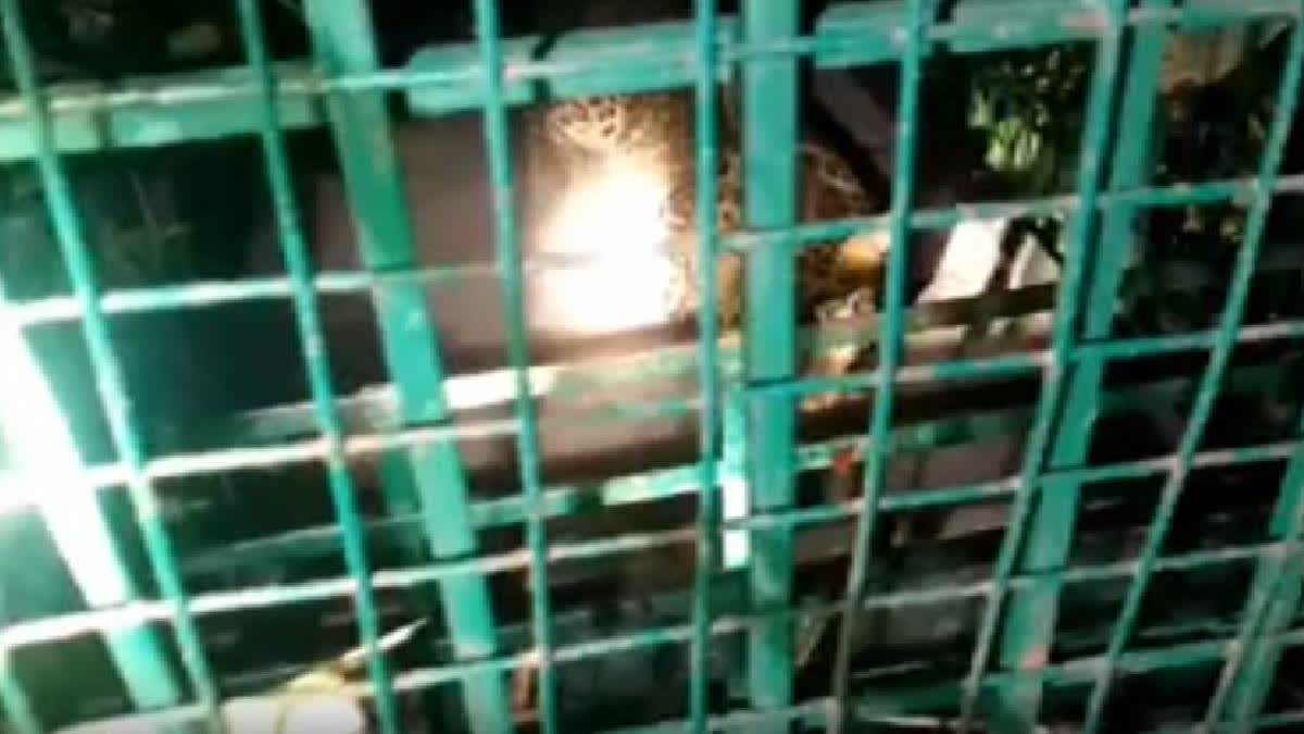 Second Leopard Trapped By Forest Dept In UP's Bahraich In Three Days